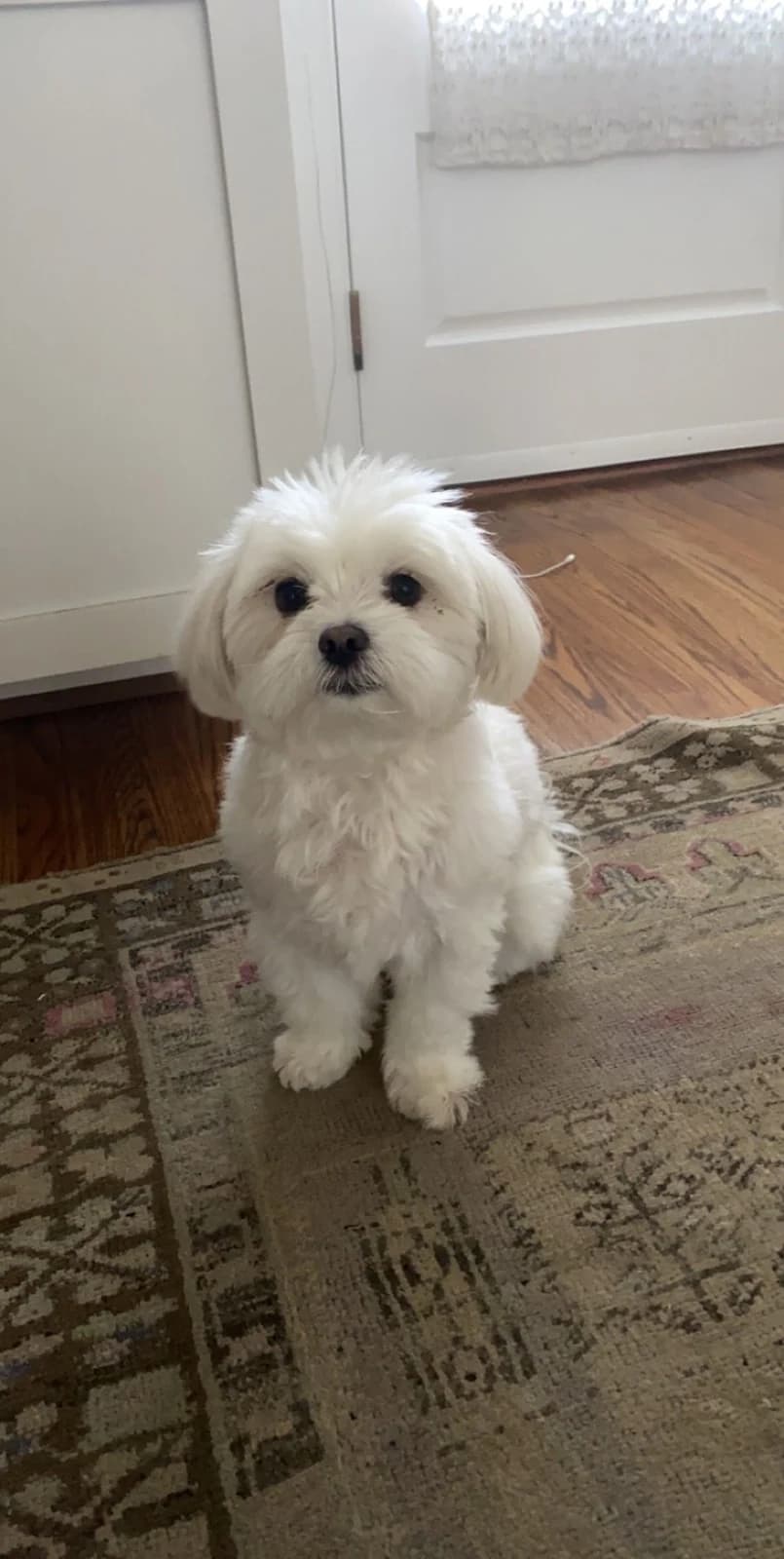 Casual phone photo of a small white dog