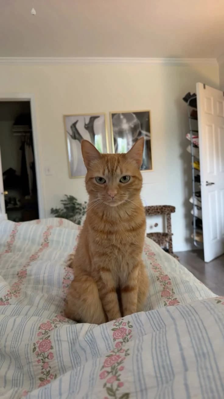 Casual phone photo of an orange tabby cat