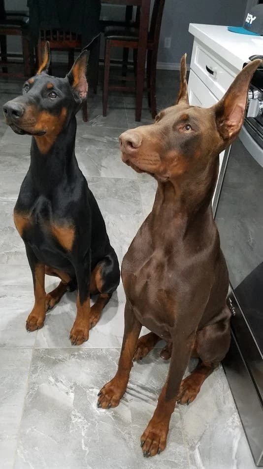 Casual phone photo of two Dobermans