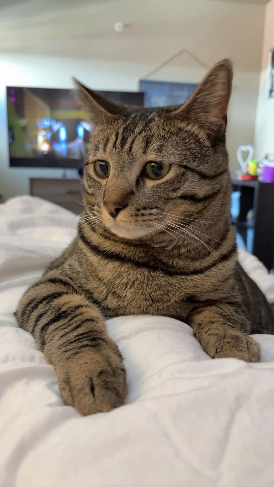 Casual phone photo of a brown tabby cat