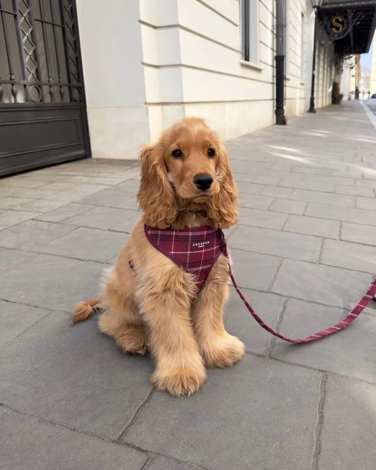 Casual phone photo of a golden Cocker Spaniel