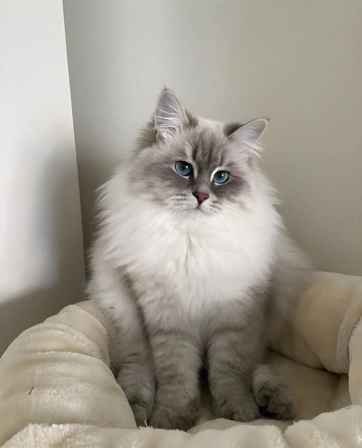 Casual phone photo of a blue-eyed Ragdoll cat