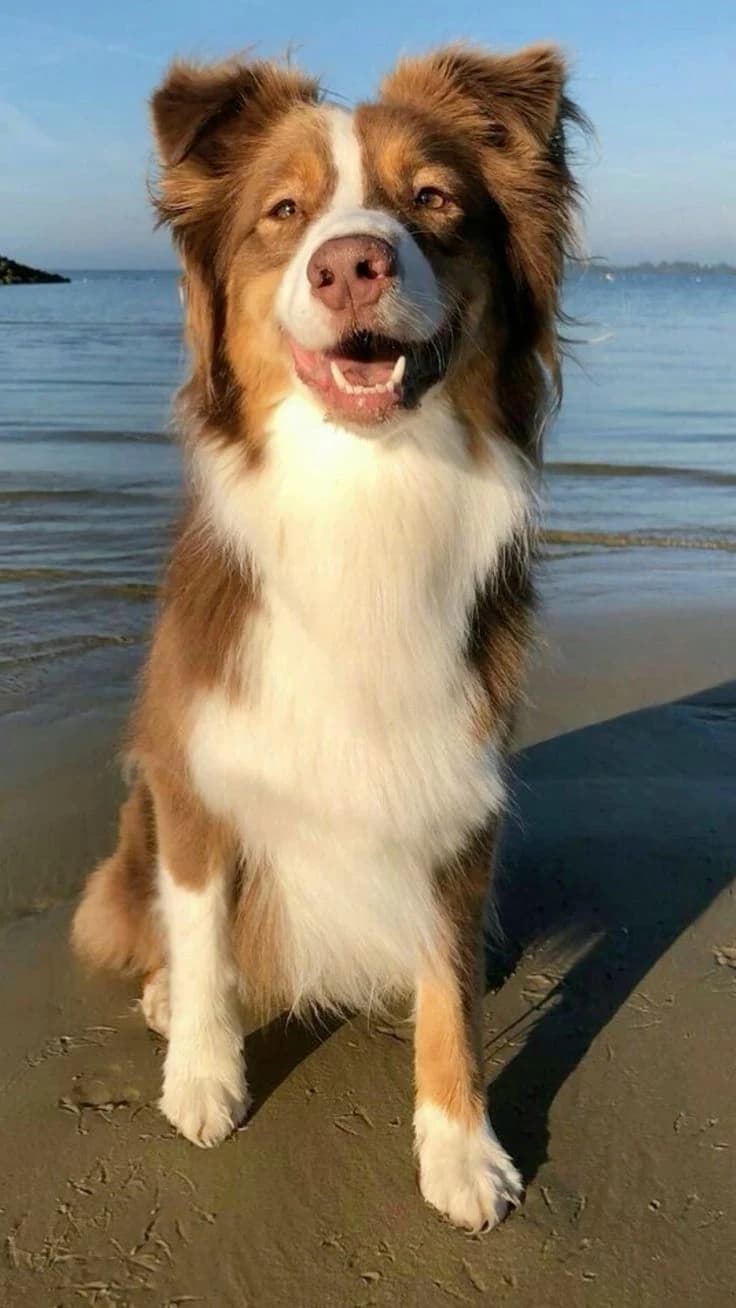 Casual beach photo of a brown and white dog